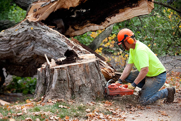 Lawn Pest Prevention in Shady Hills, FL